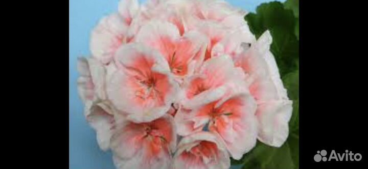 Сортовые пеларгонии