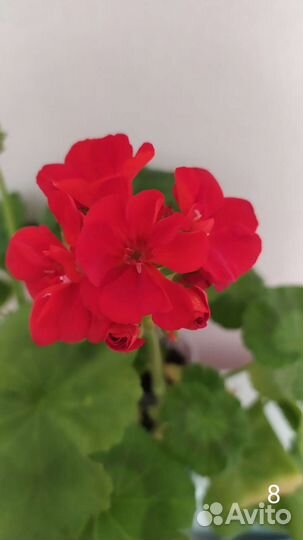 Пеларгония герань красная И белая
