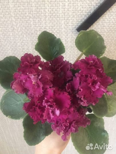 Фиалки сортовые