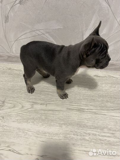 Французский бульдог щенки лиловые