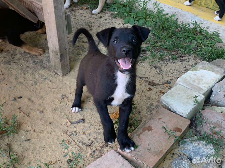 Щенки-мальчики в добрые руки