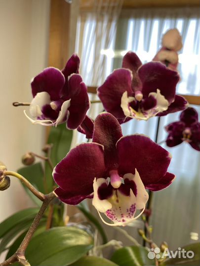 Орхидея биглип