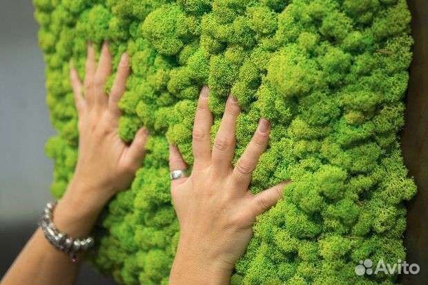 Стабилизированный мох,соты с мхом,картина из мха