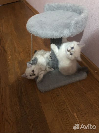 Британские котята