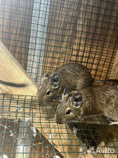 Белка дегу малыши