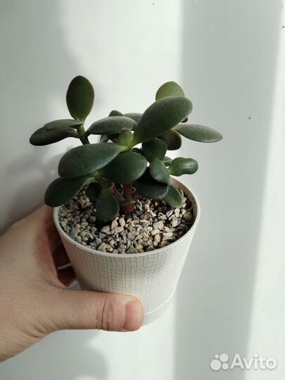 Суккуленты крассула