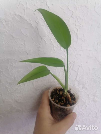 Филодендроны