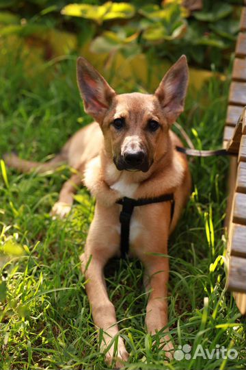 Собака в добрые руки щенок