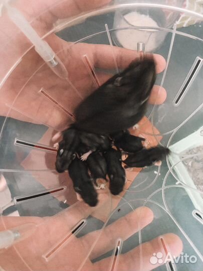 Джунгарский хомяк