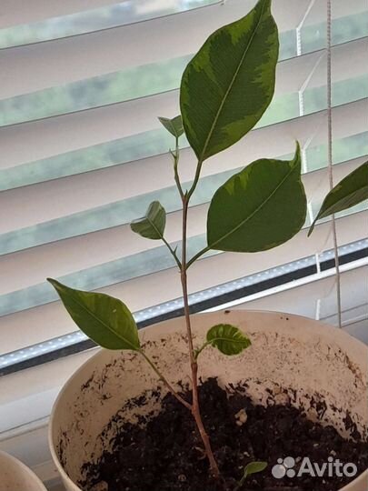 Фикус бенджамина