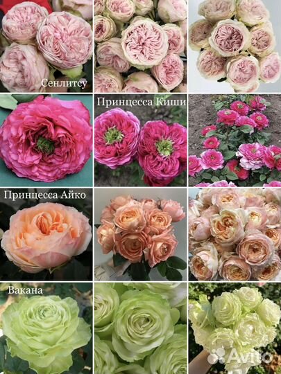 Розы Алтайские морозостойкие