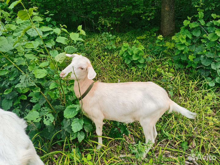 Коза нубийская и козлята