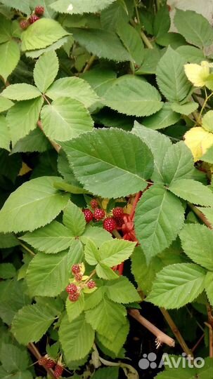 Саженцы, рассада