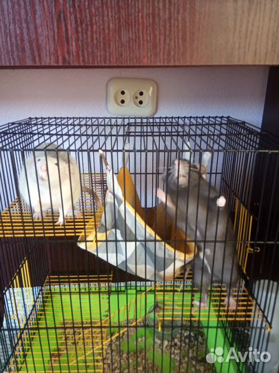 Крыса дамбо с клеткой