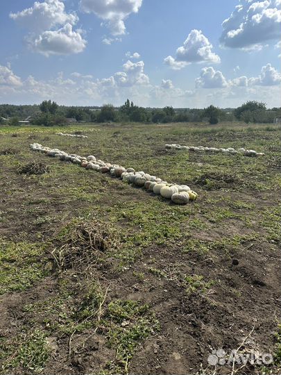 Тыква кормовая