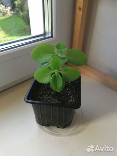 Плектрантус ароматный (Мята комнатная)