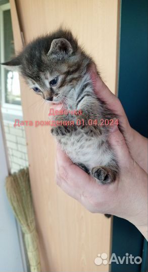 Кошки в добрые руки бесплатно