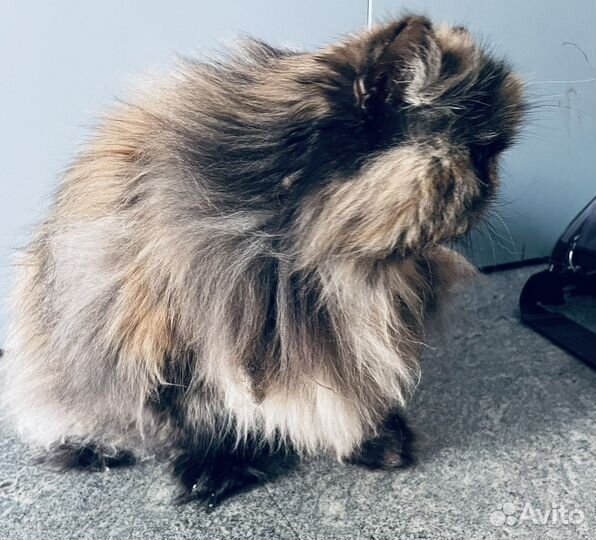 Кошечка в добрые руки