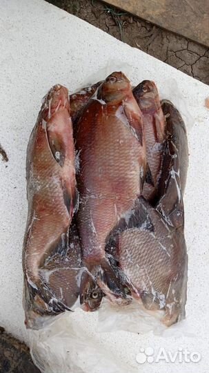 Свежая рыба