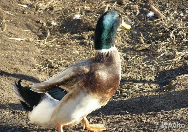 Инкубационное яйцо Утки башкирской