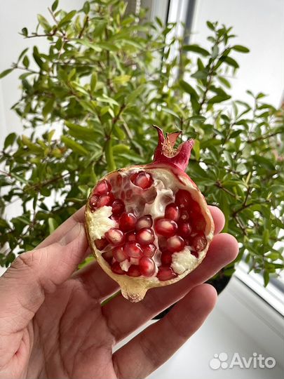 Комнатный гранат