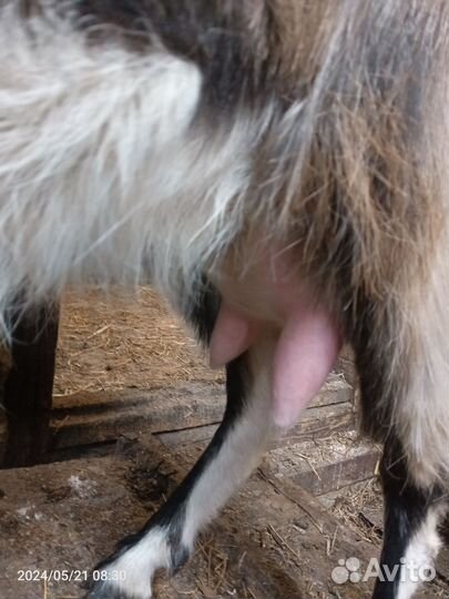 Продам козу