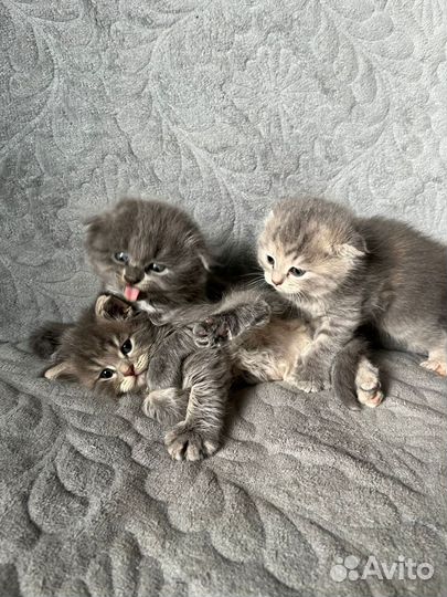 Шотландские котята