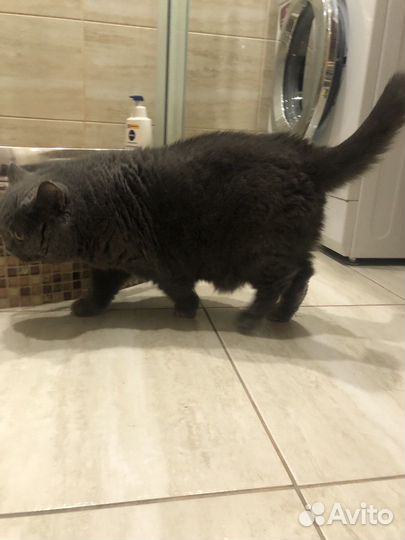 Британская кошка отдам