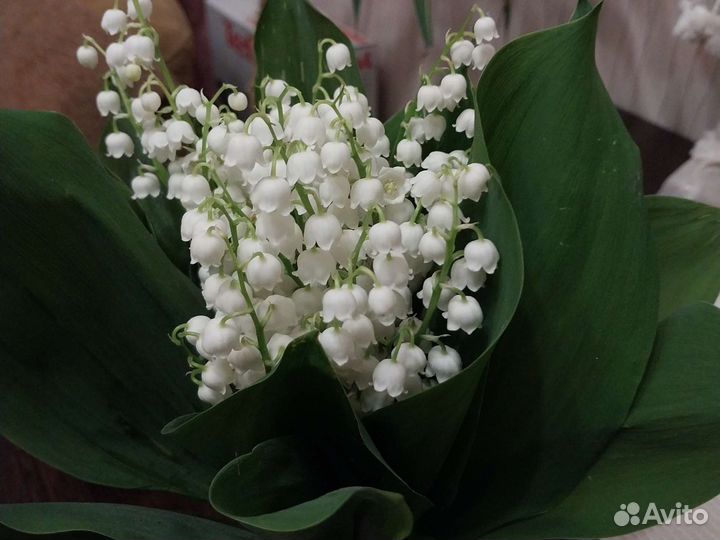 Вишня саженцы и ландыш или обмен