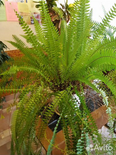 Комнатные растения