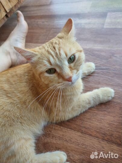 Рыжий кот