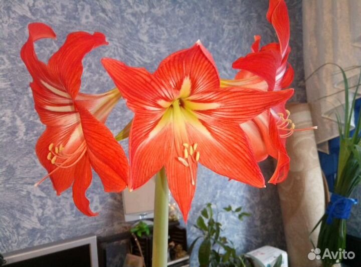 Гиппеаструм отдам