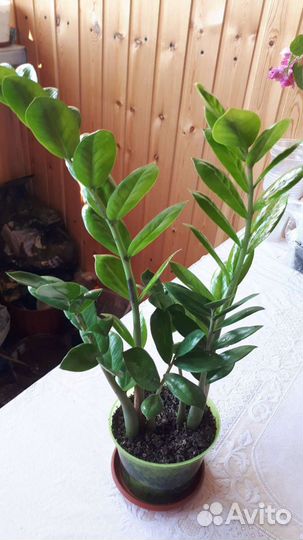 Замиокулькас