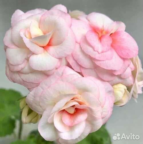 Пеларгонии сортовые