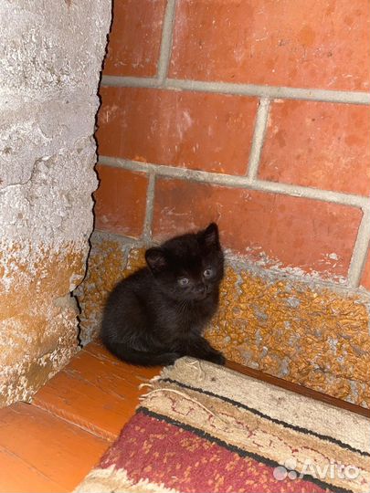 Котята в добрые руки бесплатно