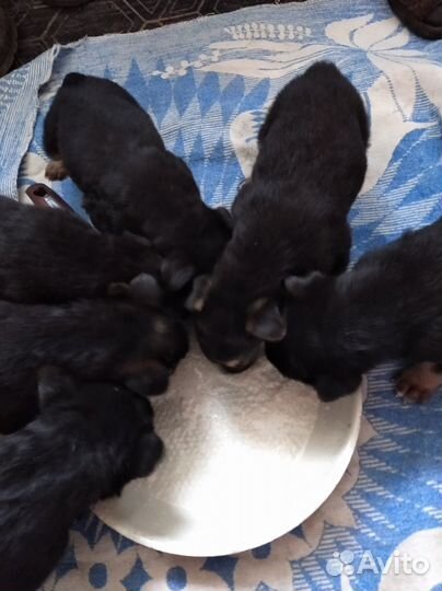 Щенки немецкой овчарки