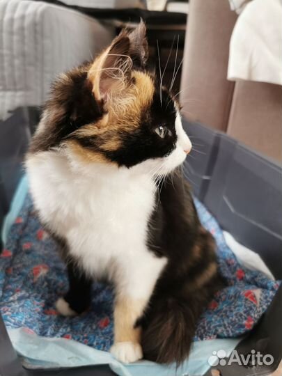 Котята девочки (стерилизованные)
