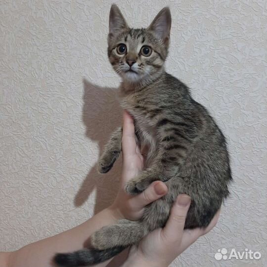 Котёнок
