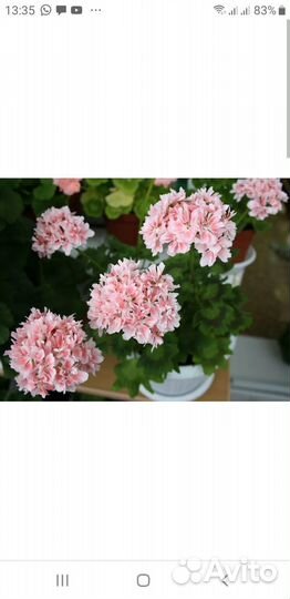 Пеларгония стеллары