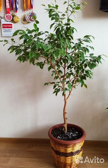 Фикус бенджамина, спатифиллум, мята