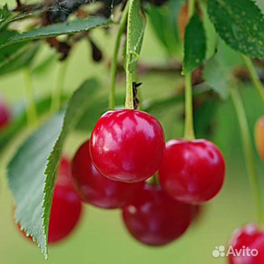 Саженцы вишни оптом