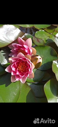 Кувшинки для пруда