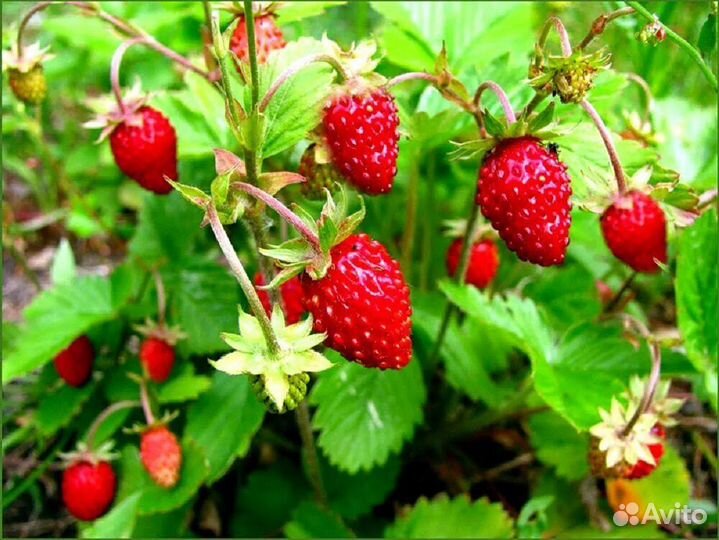 Саженцы земляники ремонтантной