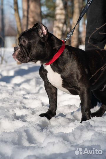 Шорти булл мальчик