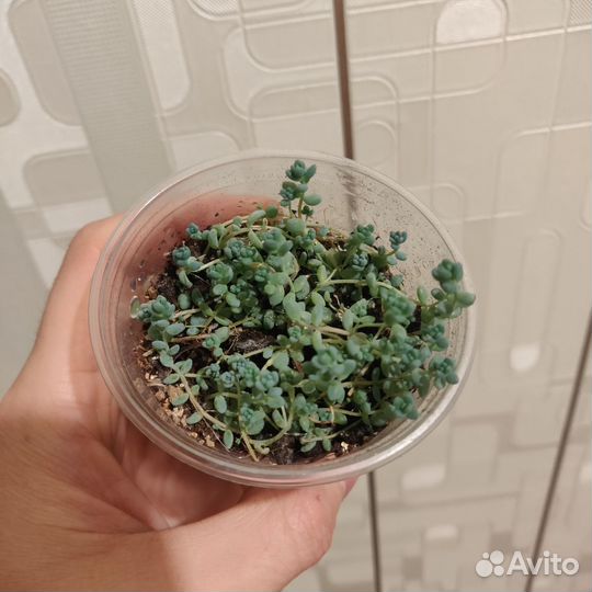 Суккуленты седум дасифиллюм