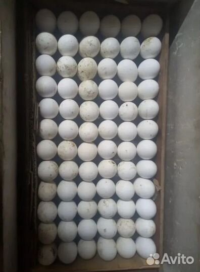 Яйцо белой несушки Ломан лс, Супер ник