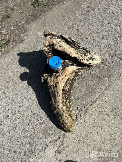 Дрифтвуд большая коряга