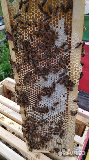 Мёд 2023 от пчеловода.Предзаказ