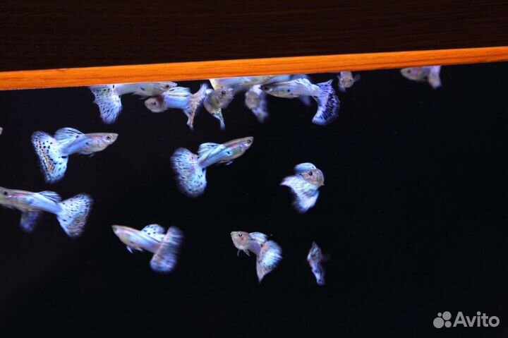 Гуппи московские собственного разведения