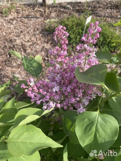 Сирень Красавица Москвы